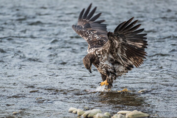 Immature bald eagle catching a chum salmon in a Nooksack River with wings out stretched and foot making a stamping motion