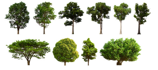 isolated tree green set is located on a white background. Collection of isolated tree green on white background Tropical tree