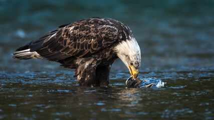 A nearly mature bald eagle with a chum salmon carcass in the Nooksack River during winter in Western Washington State