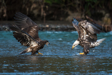 Two immature bald eagles fishing in the Nooksack River in Washington State with wings spread during the annual chum salmon spawning season