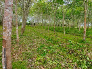 rubber plantations in South Kalimantan