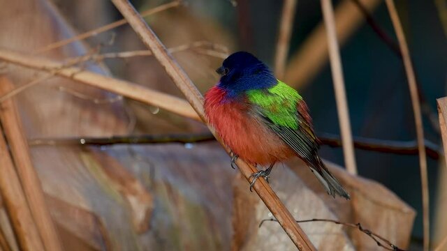 A painted bunting in Florida video clip in 4k