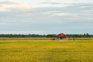 a life of a farmer in the Philippines