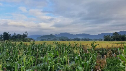 field of wheat