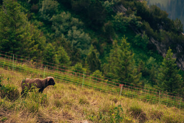 Young sheep on a pasture in the mountains of Switzerland
