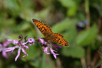A Small Pearl-bordered Fritillary nectaring on Ragged Robin.