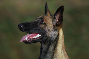 The portrait of a happy young Belgian Shepherd dog Malinois posing outdoors in summer