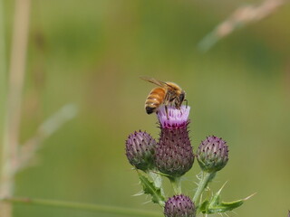 Honey bee on thistle