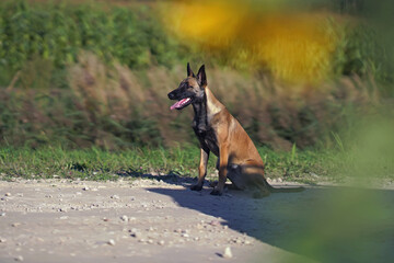 Young Belgian Shepherd dog Malinois posing outdoors sitting on a rural road in summer