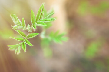 Sorbus Green buds and young leaves. Plant development in spring. first greens on bushes rowan, mountain-ash, whitebeam, Hybrids.