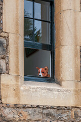 Plush dog toy - Corgi dog toy in window. 