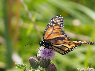Monarch butterfly on purple thistle flower