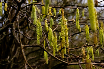Catkins on tree branch