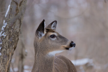 White-tailed Deer standing in a snow-covered forest. 
