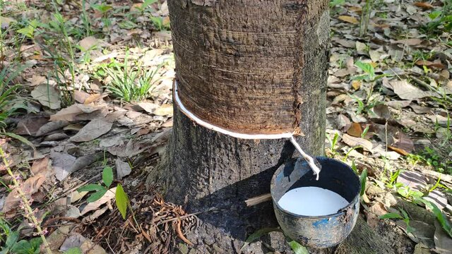 the rubber tree is tapped, the latex flows white