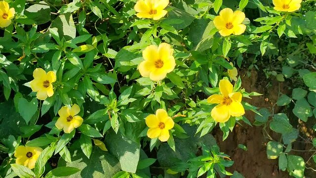 Damiana Flower (turnera diffusa) in tropical nature borneo