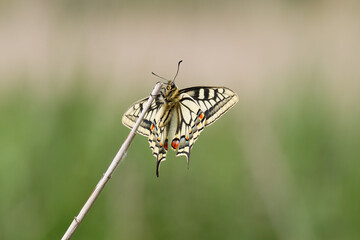 A Swallowtail Butterfly basking.