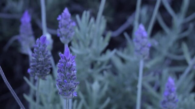 Detalle de flor de lavanda