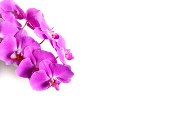 Fototapeta na wymiar Purple blooming gentle flowers of Phalaenopsis orchid on light background
