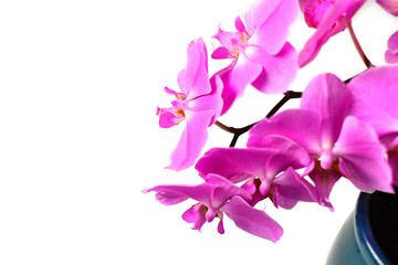 Obraz na płótnie Canvas Purple blooming gentle flowers of Phalaenopsis orchid on light background. Home plants care. 