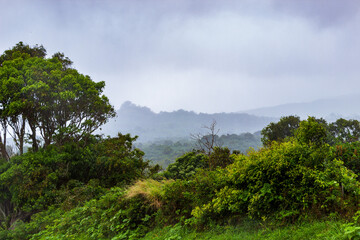 Fototapeta na wymiar Trees in Ko'olau Forest Reserve in Maui, Hawaii on a wet and foggy.day