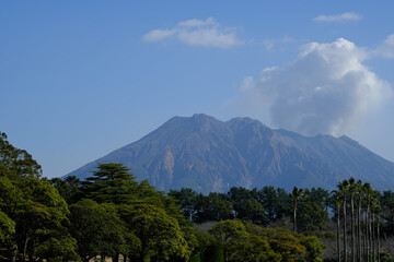 森の奥に見える白い噴煙を上げた桜島