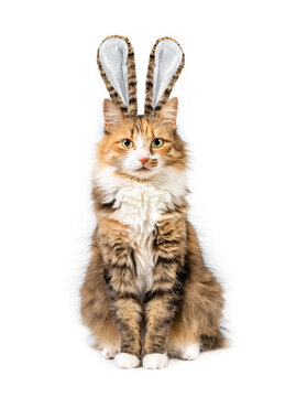 Cat dressed up as Easter bunny. Funny Easter holiday themed cat portrait. A fluffy kitty with matching fur rabbit ears is sitting and looks at the camera. Isolated on white. Selective focus.
