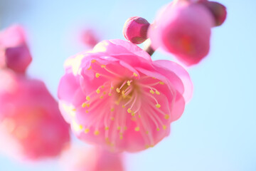 美しい紅梅の花のアップ