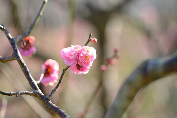 花開いた春の梅