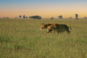 African Lion (Panthera leo) two females hunting and sneaking up together in savanna, Serengeti...