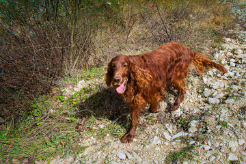 Setter Irlandese Rosso