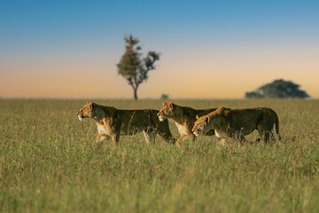 African Lion (Panthera leo) three females hunting and sneaking up together in savanna, Serengeti...