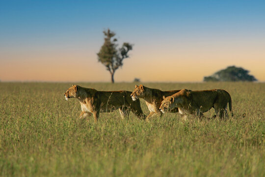 African Lion (Panthera leo) three females hunting and sneaking up together in savanna, Serengeti National Park; Tanzania
