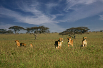 African Lion (Panthera leo) pack of female lions with cubs in savanna, Serengeti National Park;...