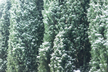 green pine tree covered with snow