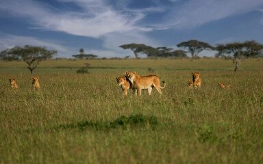 African Lion (Panthera leo) pack of female lions with cubs in savanna, Serengeti National Park; Tanzania