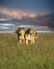African Lion (Panthera leo) two females huddling together in savanna during sunset, Serengeti National Park; Tanzania