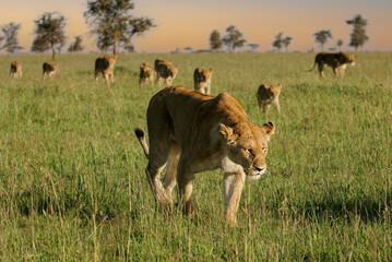 Naklejka na ściany i meble African Lion (Panthera leo) pack of female lions with cubs strolling in savanna, Serengeti National Park; Tanzania