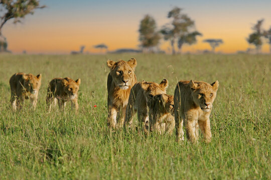 African Lion (Panthera leo) pack of female lions with cubs strolling in savanna, Serengeti National Park; Tanzania