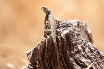 Blue Belly Western Fence Lizard in San Luis Obispo County California