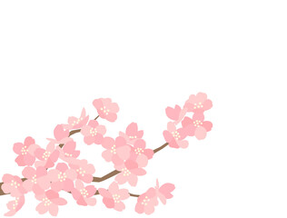 さくら97　桜
