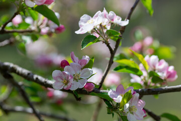  branch of blossoming apple tree in spring. High quality photo 