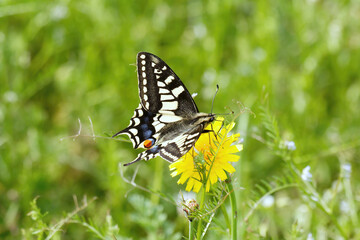 A Swallowtail Butterfly nectering a dandelion flower.