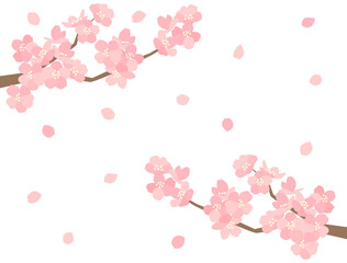 さくら101　桜