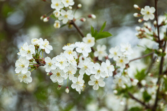 Spring bloom, blossom, white flowers on cherry tree branch closeup, macro. Bokeh abstract background	
