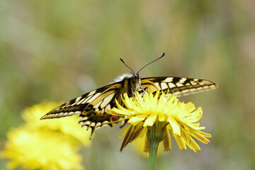 A Swallowtail Butterfly nectering a dandelion flower.