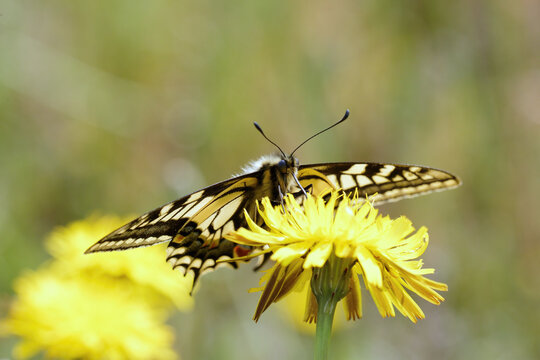 Fototapeta A Swallowtail Butterfly nectering a dandelion flower.