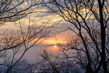 冬の朝。冬枯れの木陰から太陽が昇っていき、寒寒として朝に温かみが。