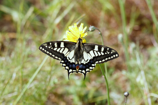 Fototapeta A Swallowtail Butterfly nectering a dandelion flower.