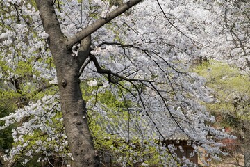 한옥 마을의 전통 한양식 건축한국 전통
